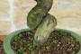 8 - Bonsai di Melograno da fiore bianco (156)