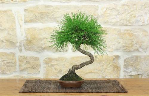 1 - Bonsai di Pino Nero Thunbergii (93)