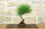 2 - Bonsai di Pino Nero Thunbergii (93)