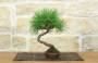 3 - Bonsai di Pino Nero Thunbergii (93)