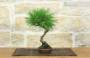 4 - Bonsai di Pino Nero Thunbergii (93)