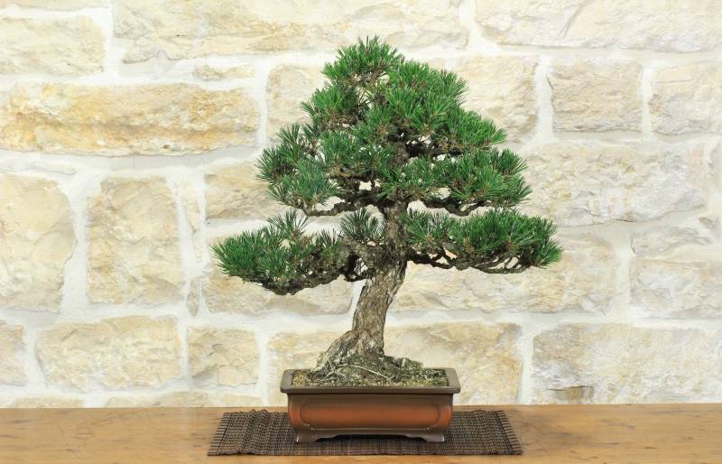 1 - Bonsai di Pino Nero Thunbergii Kotobukii (2)