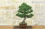 2 - Bonsai di Pino Nero Thunbergii Kotobukii (2)