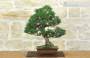 3 - Bonsai di Pino Nero Thunbergii Kotobukii (2)