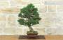 4 - Bonsai di Pino Nero Thunbergii Kotobukii (2)