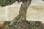 5 - Bonsai di Pino Nero Thunbergii Kotobukii (2)