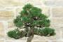 6 - Bonsai di Pino Nero Thunbergii Kotobukii (2)