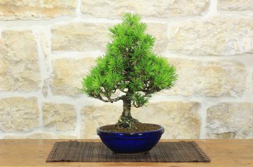 1 - Bonsai di Pino Nero Thunbergii Senjyumaru (7)