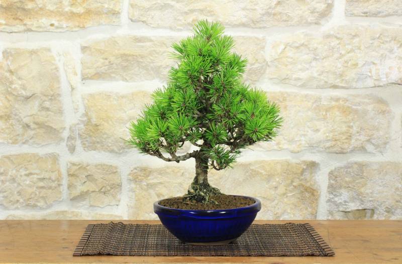 1 - Bonsai di Pino Nero Thunbergii Senjyumaru (7)