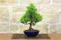 1 - Bonsai di Pino Nero Thunbergii Senjyumaru (7)