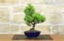 2 - Bonsai di Pino Nero Thunbergii Senjyumaru (7)