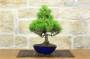 3 - Bonsai di Pino Nero Thunbergii Senjyumaru (7)