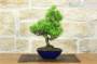 4 - Bonsai di Pino Nero Thunbergii Senjyumaru (7)