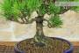 5 - Bonsai di Pino Nero Thunbergii Senjyumaru (7)