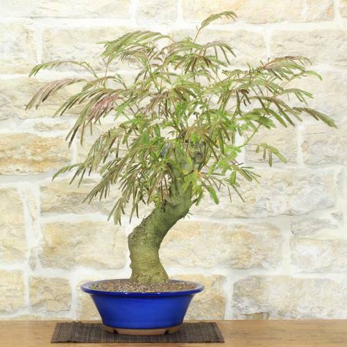 Bonsai of Acacia of Constantinople (14)