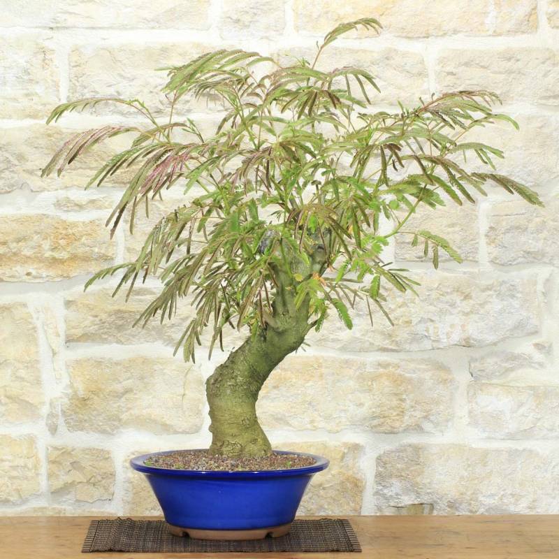 Bonsai di Acacia di Costantinopoli (14)
