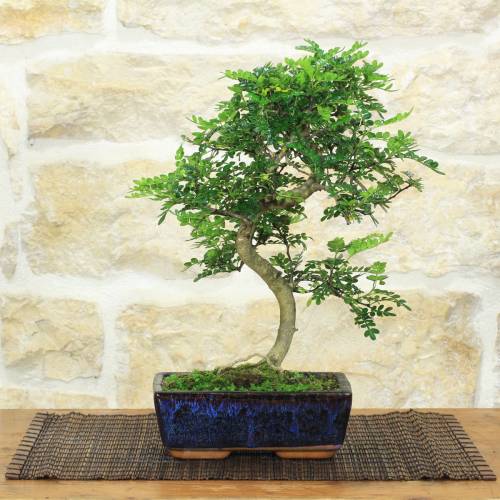 Pepper bonsai pot cm. 18