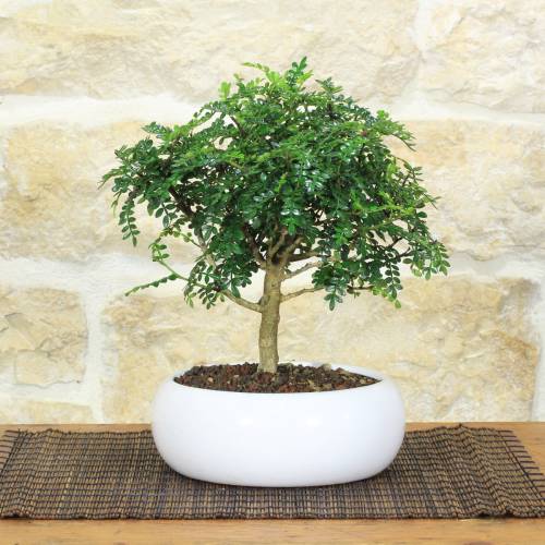Bonsai Japanischer Pfeffer Weiße Schale | Gastgeschenk