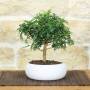 Japanese Pepper Bonsai White Bowl | Party Favor