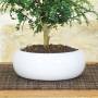 Japanese Pepper Bonsai White Bowl | Party Favor