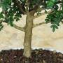 Japanese Pepper Bonsai White Bowl | Party Favor