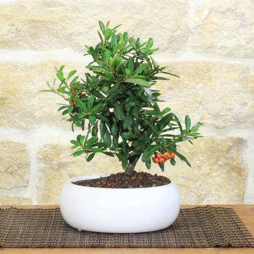 Pyracantha bonsai in low bowl - orange berries
