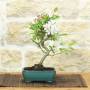 Flowering Crabapple Bonsai Glazed Pot | Wedding Favour
