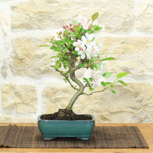 Blühender Apfel Bonsai glasierter Topf | Gastgeschenk