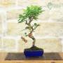 Blühender Apfel Bonsai glasierter Topf | Gastgeschenk