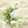 Blühender Apfel Bonsai glasierter Topf | Gastgeschenk