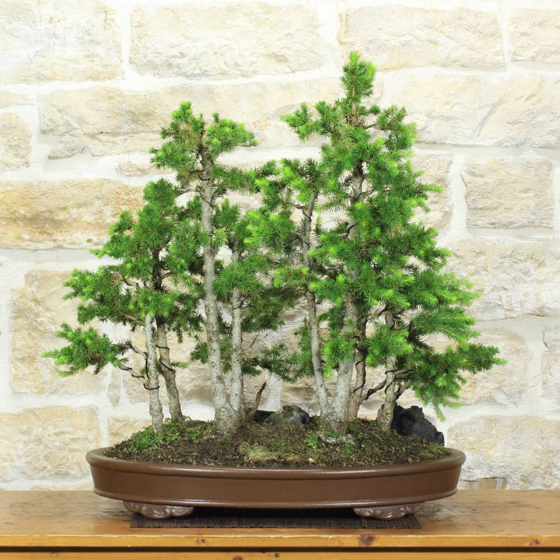 Bonsai-Waldpflanzung Fichte, Pflanze H. 63 cm