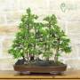 Bonsai-Waldpflanzung Fichte, Pflanze H. 63 cm