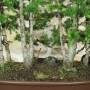 Bonsai-Waldpflanzung Fichte, Pflanze H. 63 cm