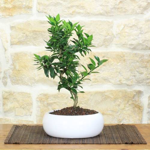 Citrus bonsai in a shallow bowl - 7 years old