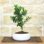 Bonsai di Agrume in ciotola bassa bassa - età 7 anni