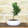 Bonsai di Agrume in ciotola bassa bassa - età 7 anni