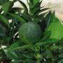 Bonsai di Agrume in ciotola bassa bassa - età 7 anni