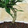 Bonsai di Agrume in ciotola bassa bassa - età 7 anni