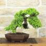 Procumbens Juniper Bonsai (27)