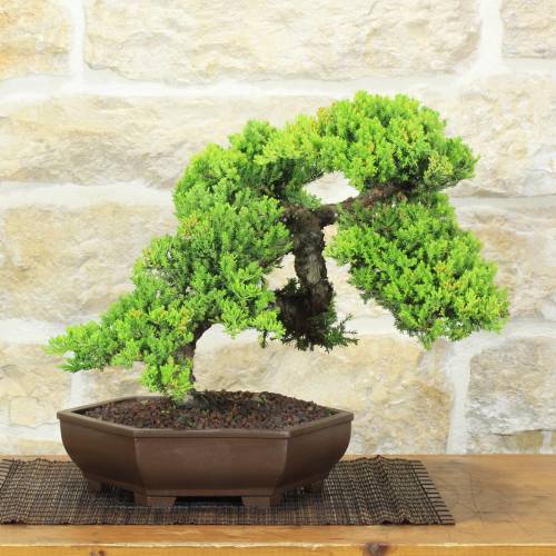 Bonsaï Genévrier Procumbens (27)