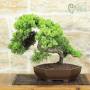 Bonsai di Ginepro Procumbens (27)