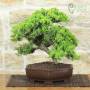 Procumbens Juniper Bonsai (27)