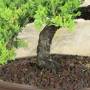 Procumbens-Wacholder-Bonsai (27)