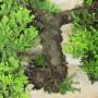 Procumbens-Wacholder-Bonsai (27)