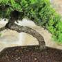 Procumbens-Wacholder-Bonsai (27)