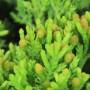 Procumbens Juniper Bonsai (27)