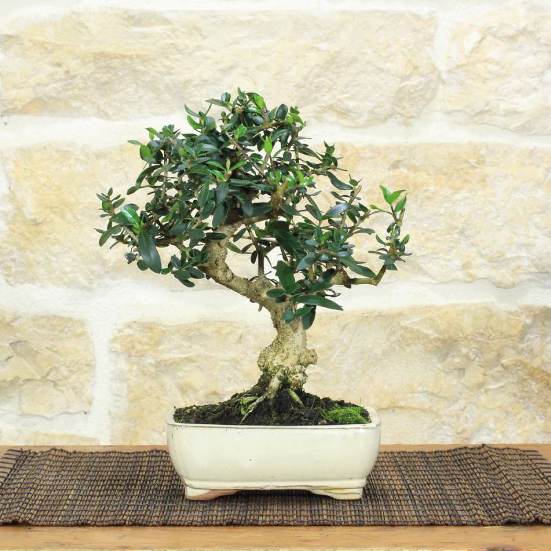 Bonsaï Olivastro en pot vernissé - 8 ans