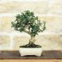 Olivastro bonsai in a glazed pot - age 8 years