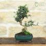 Bonsai di Olivastro in vaso smaltato - età 8 anni