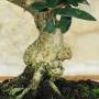 Olivastro bonsai in a glazed pot - age 8 years